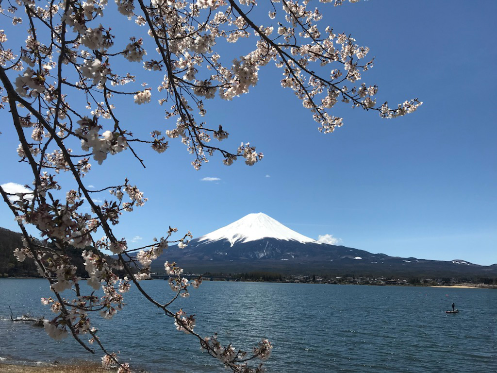 Cherry blossom and Mount Fuji